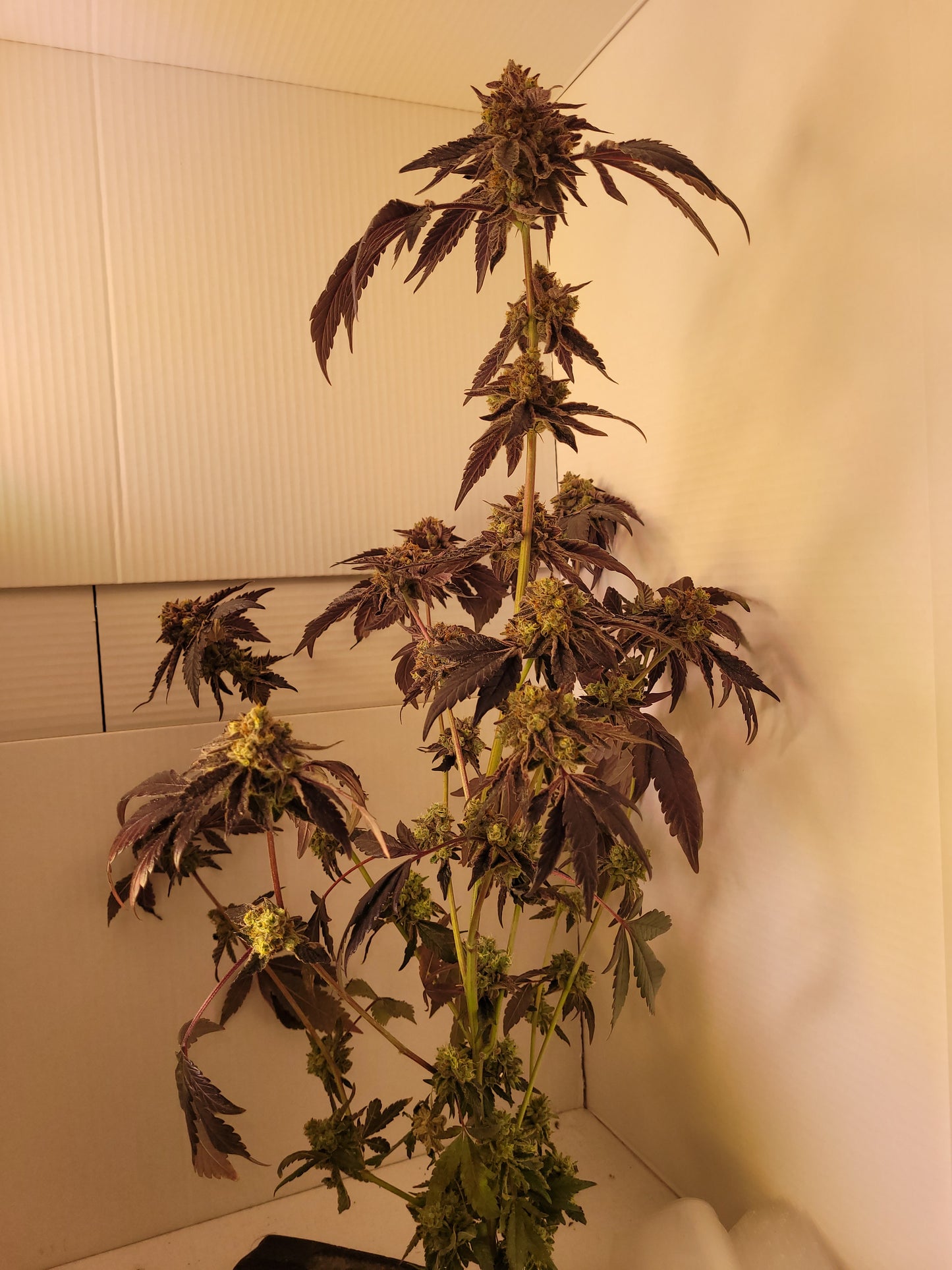 Rainbow Sherbert#11 cannabis seeds