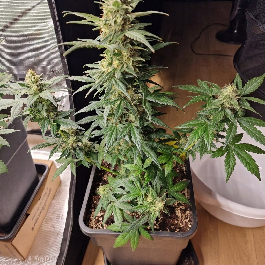 Semillas de cannabis automáticas Blueberry