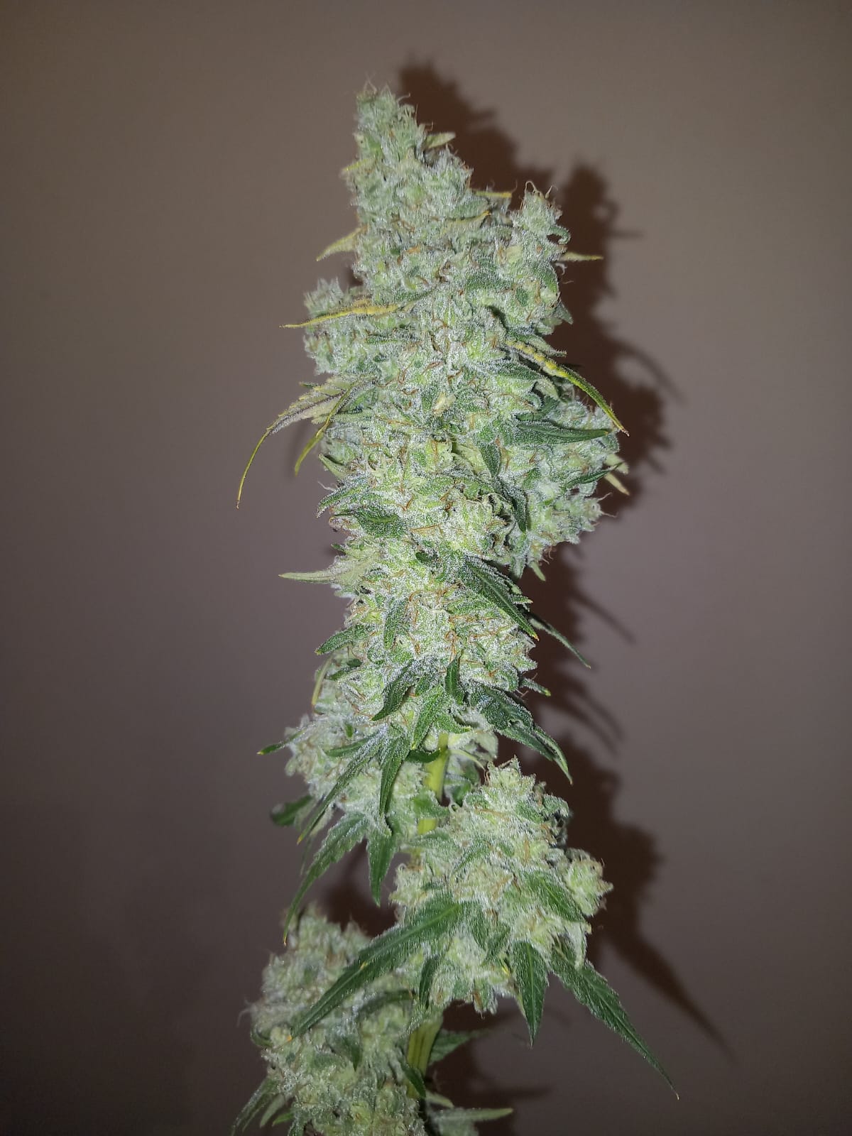 Sunshine Daydream hemp seedling small