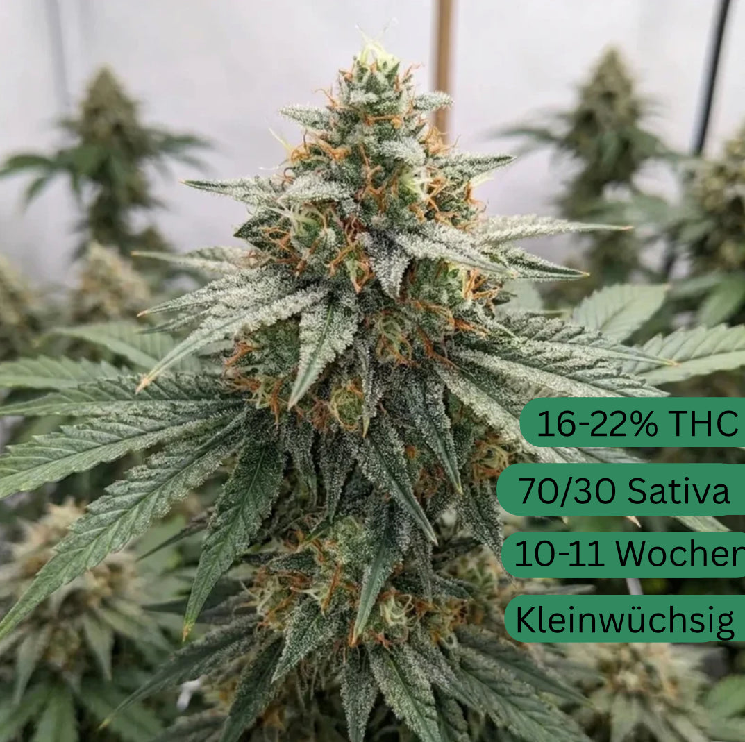 AK47 Automatic cannabis seeds