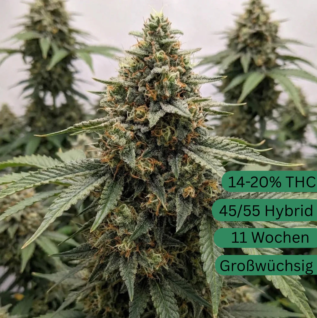 Magnum Automatic cannabis seeds