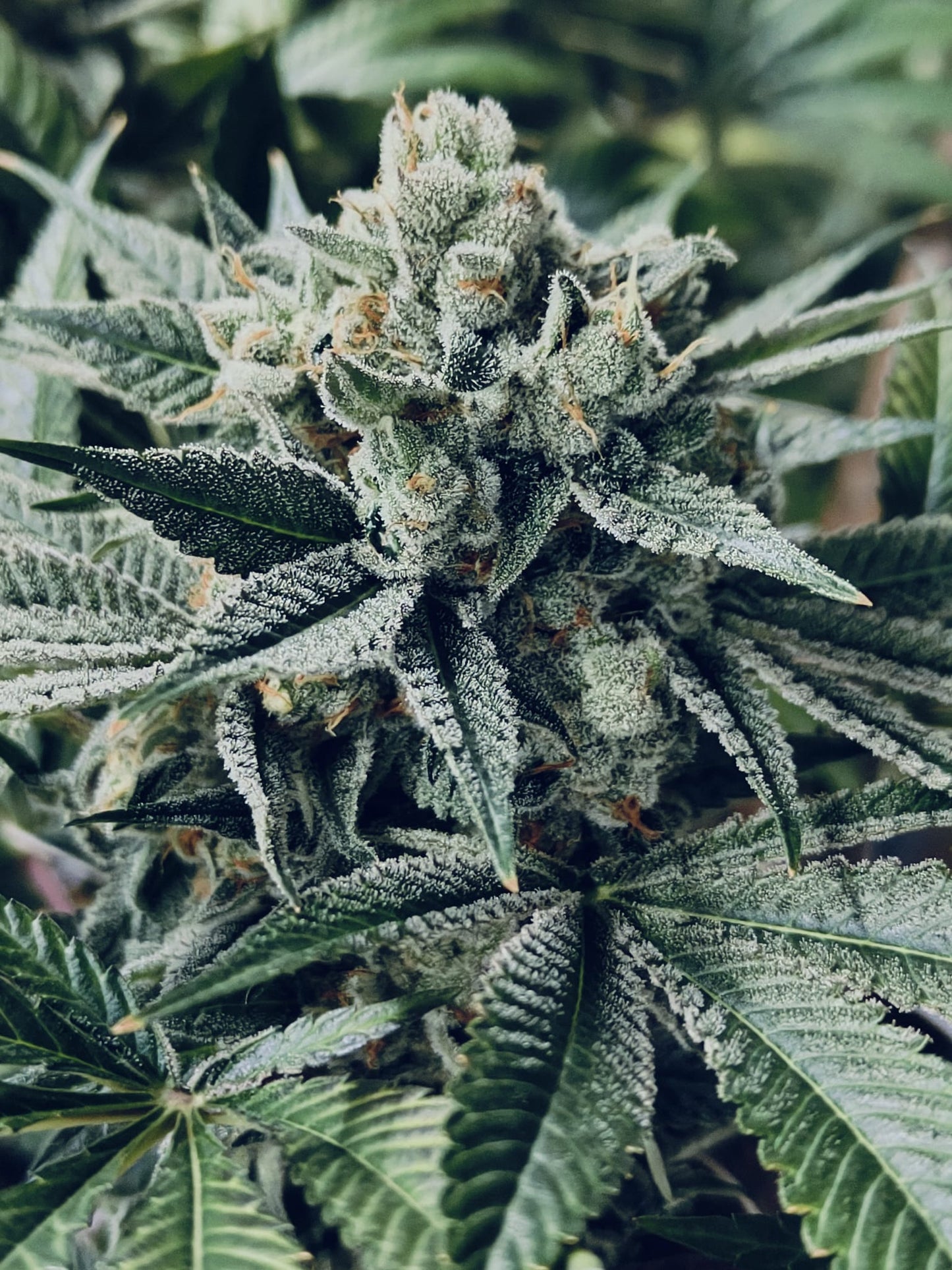 White Widow Hanfsämling