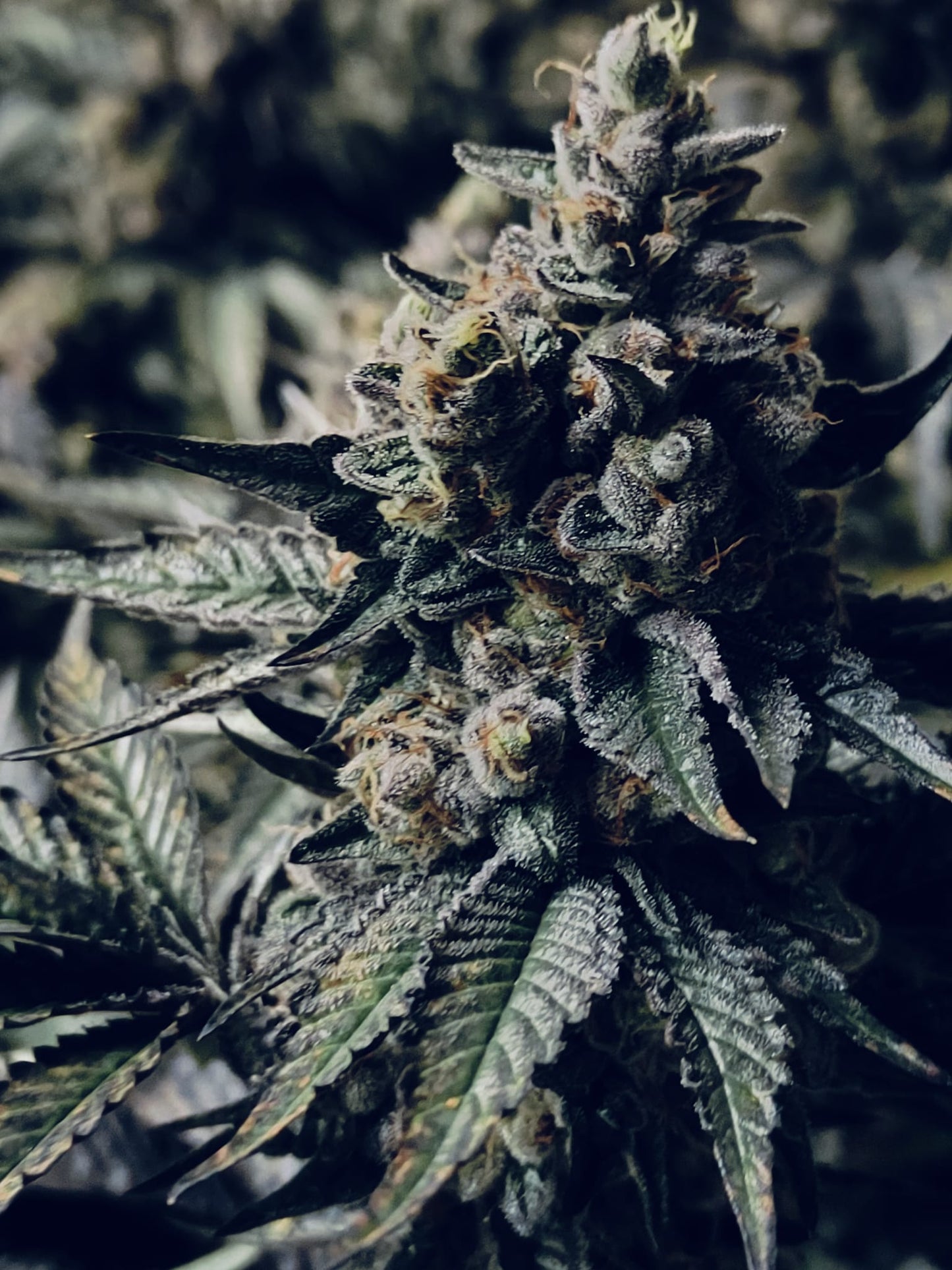 Pastel de helado con semillas de cáñamo