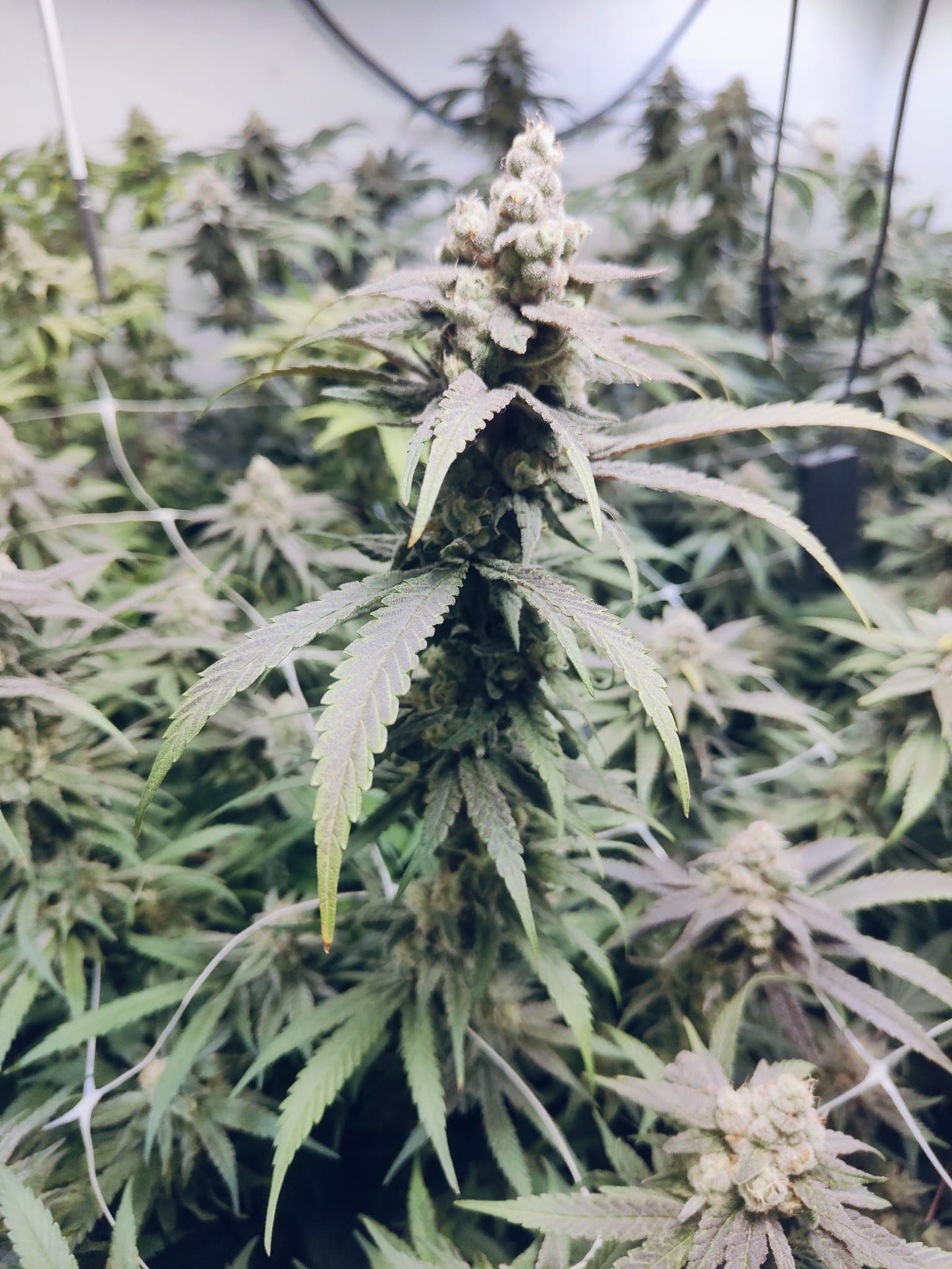 Apricot Banana OG Hanfsämling