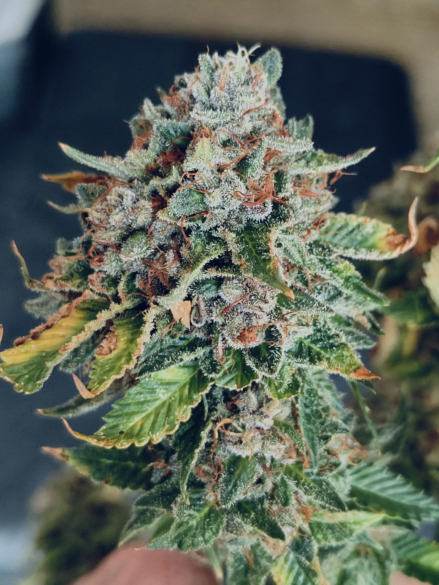 Sour Diesel Hanfsämling