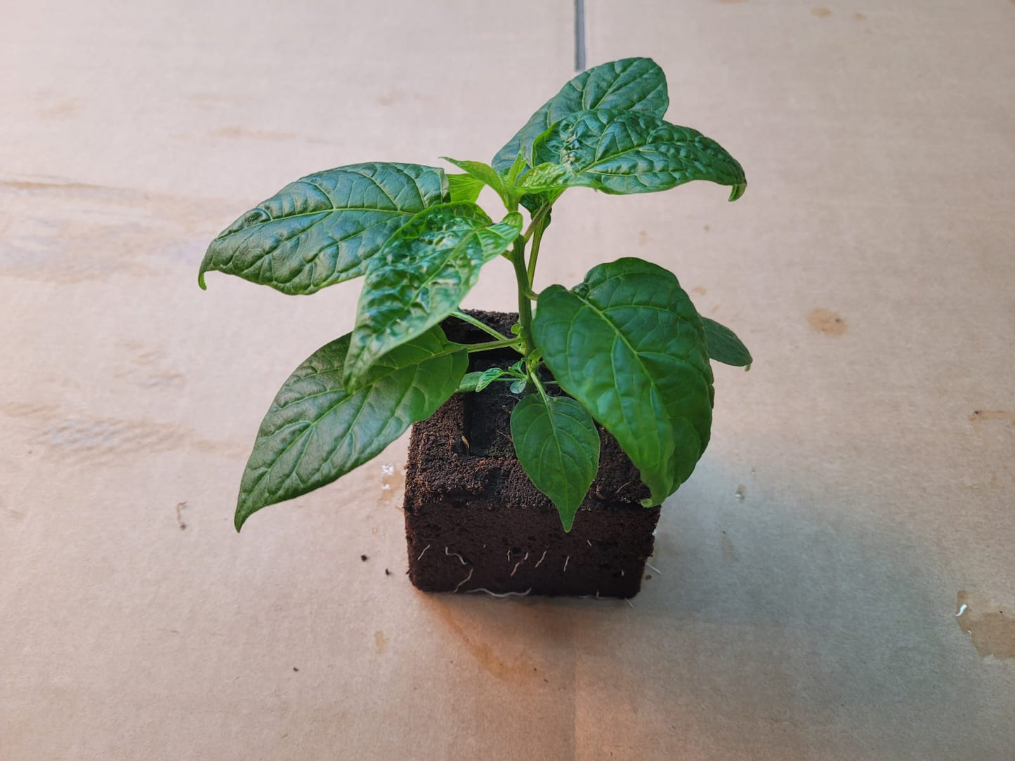 Aji Charapita Chili