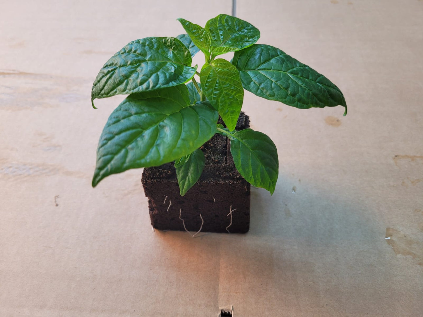 Aji Charapita Chili