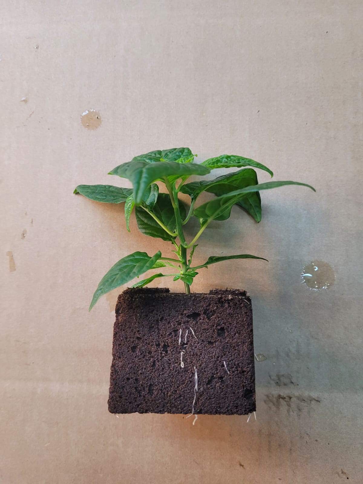 Aji Charapita Chili