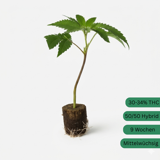 Cap Junky Hanfsteckling [CJ]