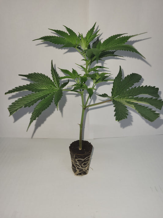Grapes & Cream Hanfsteckling [GRC]