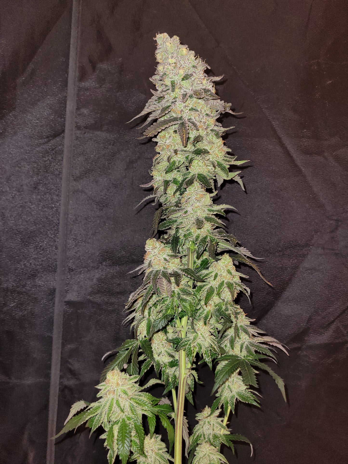 Mimosa x Orange Punch Hanfsteckling [Mimosa]