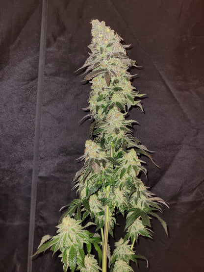 Mimosa x Orange Punch Hemp Cutting [MOP]