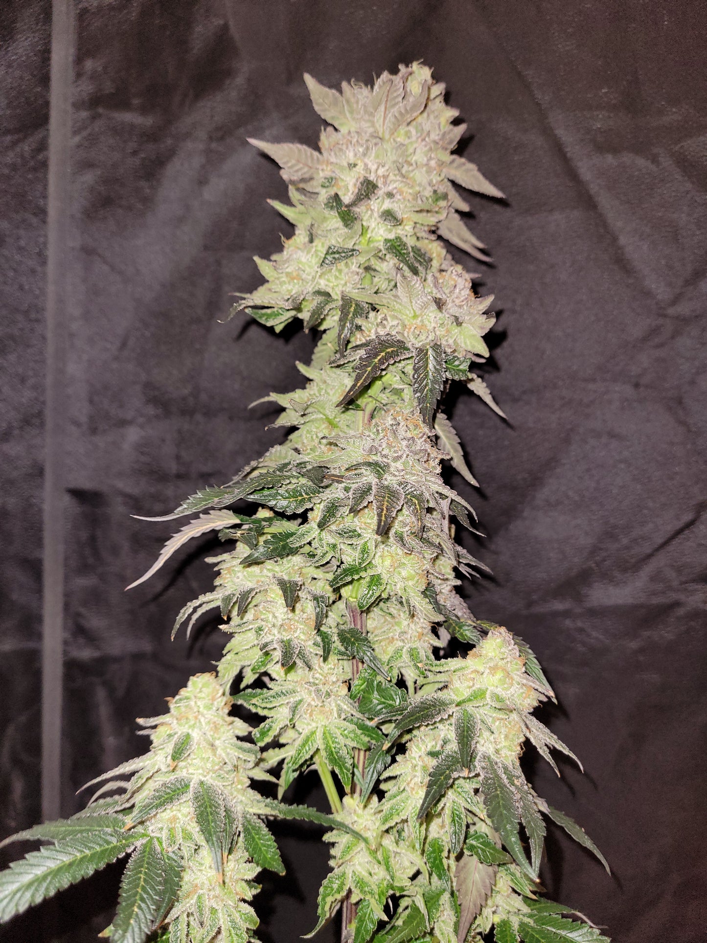 Mimosa x Orange Punch Hanfsteckling [Mimosa]
