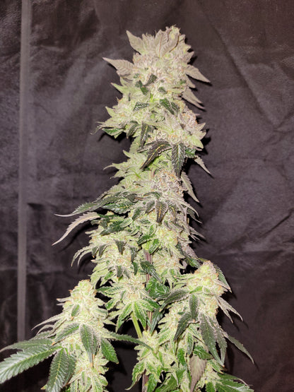 Mimosa x Orange Punch Hemp Cutting [MOP]