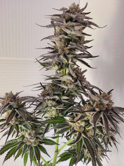 Mimosa EVO hemp cutting [M]