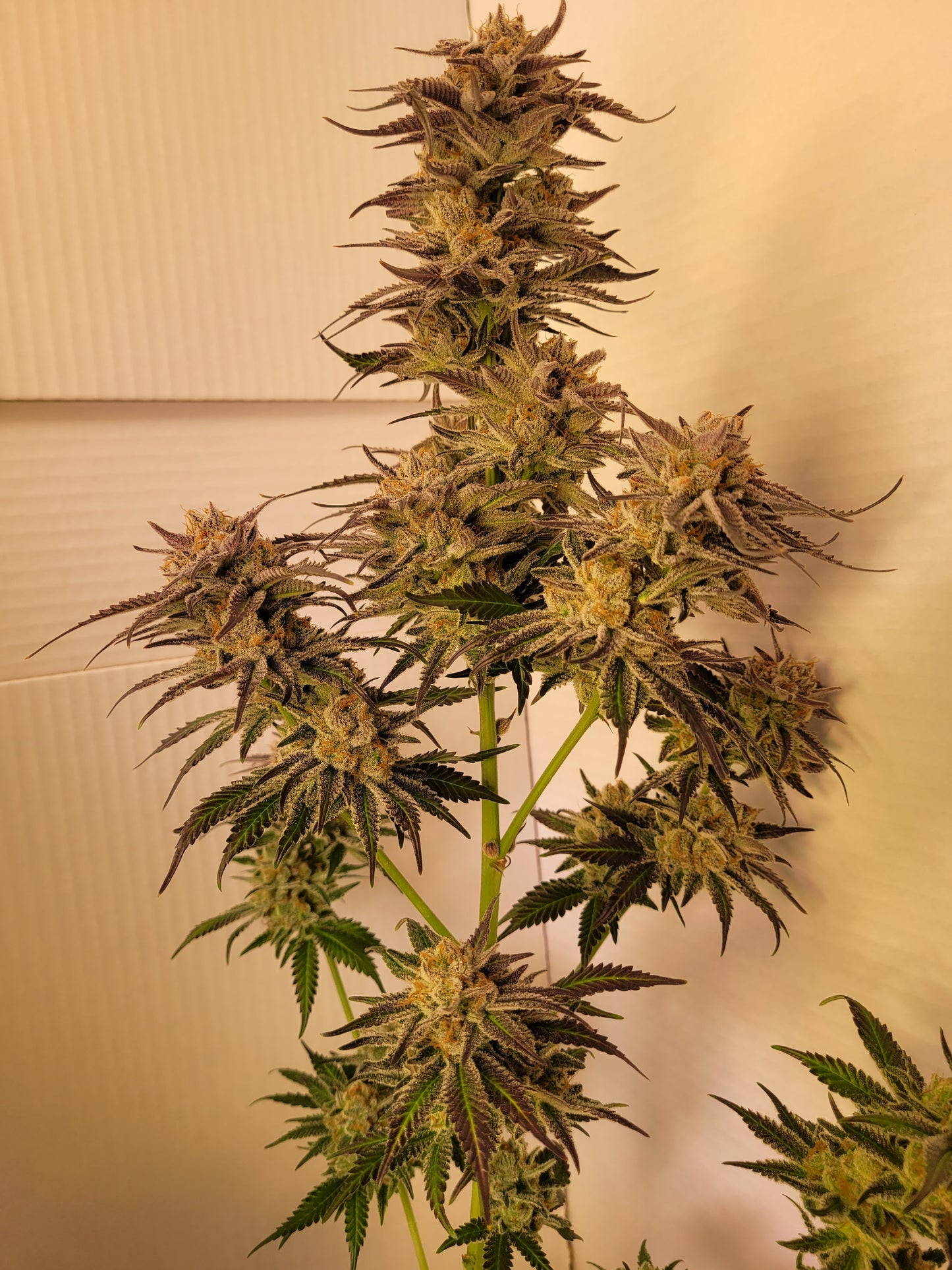 Mimosa EVO Hanfsteckling [M]