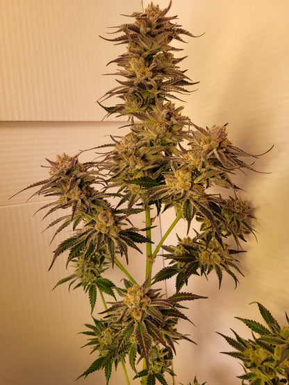 Mimosa EVO hemp cutting [M]