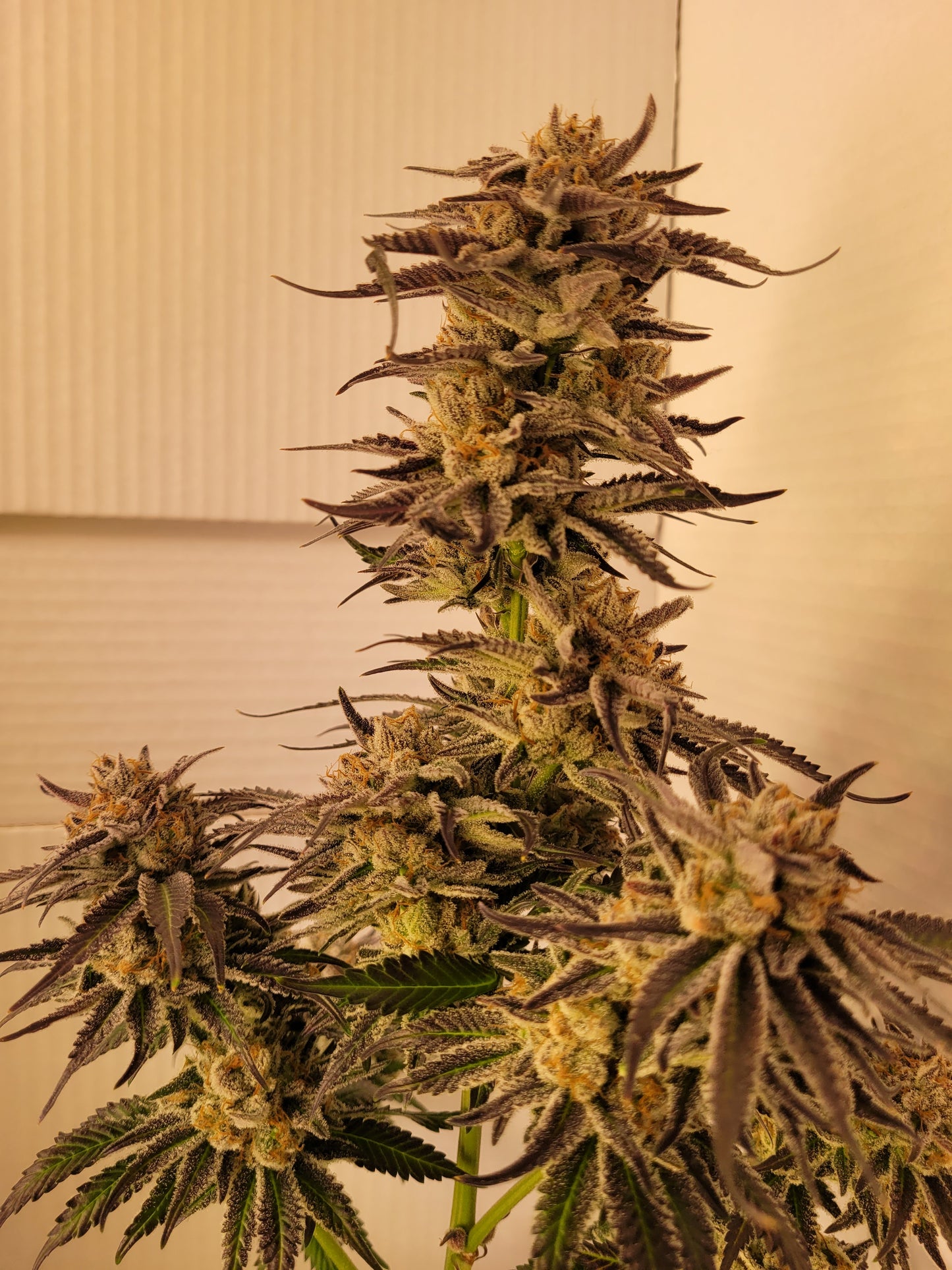 Mimosa EVO Hanfsteckling [M]