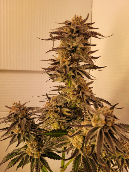 Mimosa EVO hemp cutting [M]