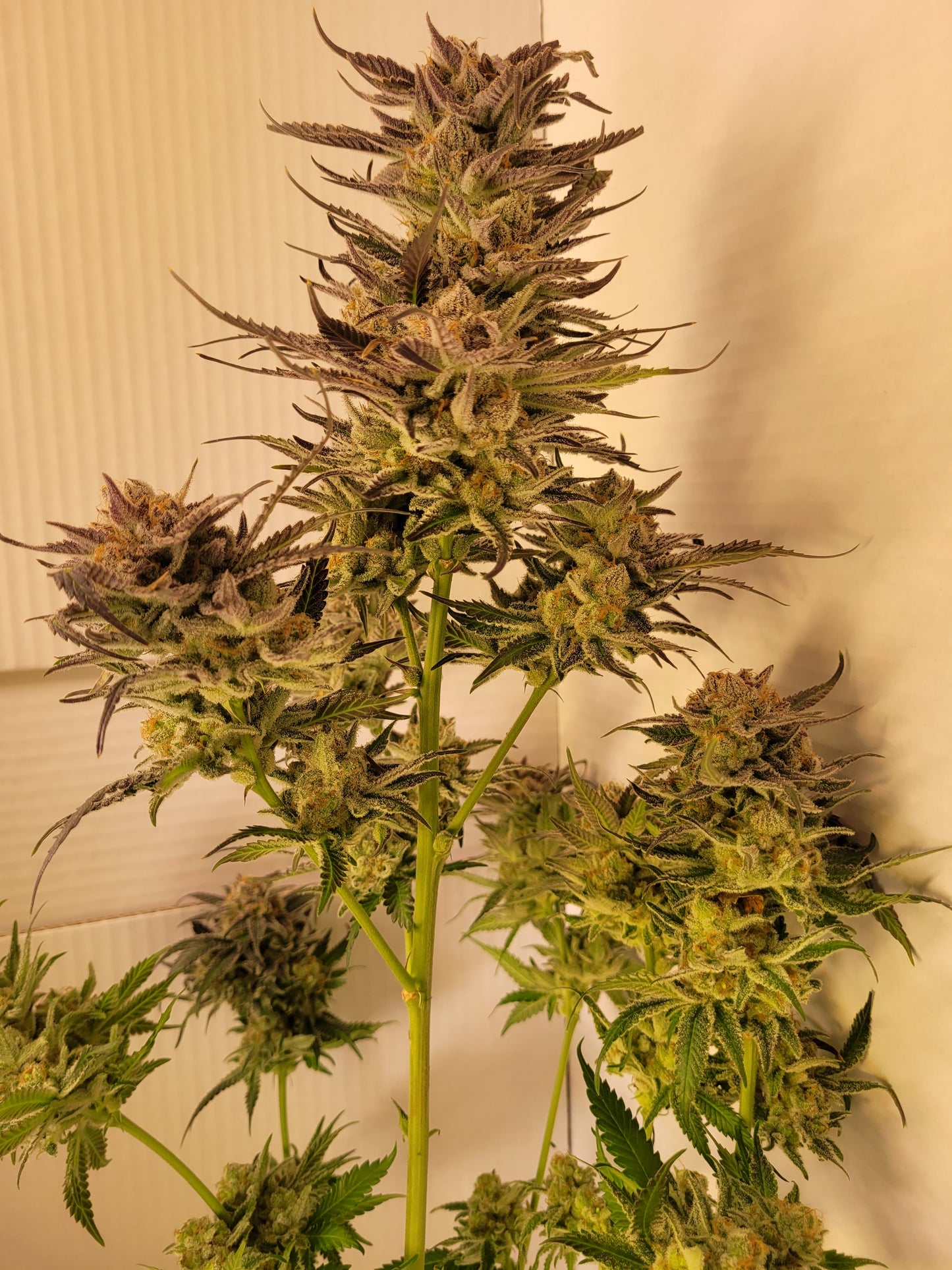 Mimosa EVO Hanfsteckling [M]