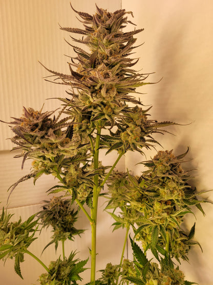 Mimosa EVO hemp cutting [M]