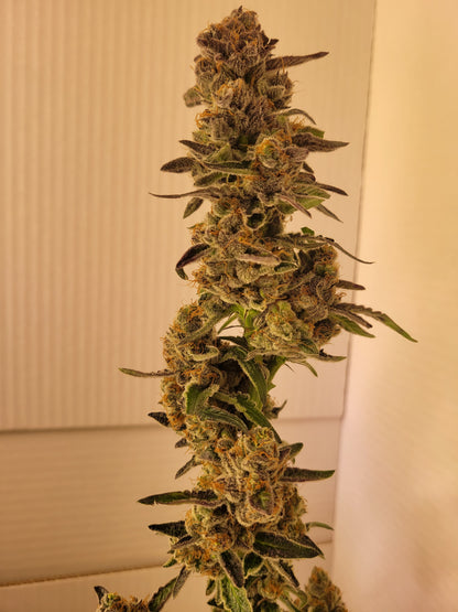 Mimosa x Orange Punch Hemp Cutting [MOP]