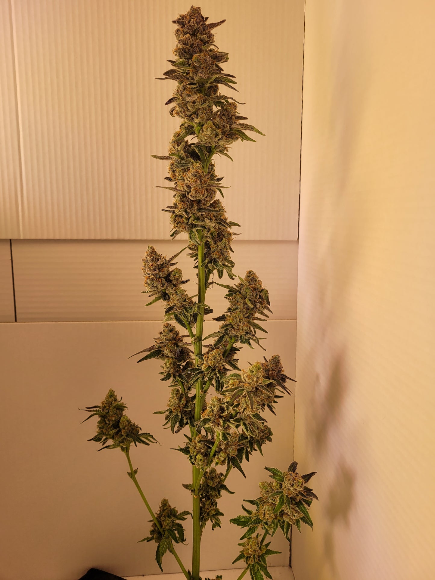 Mimosa x Orange Punch Hanfsteckling [MOP]