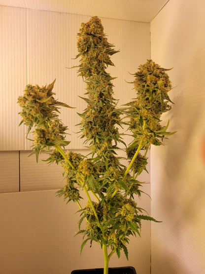 Super Orange Glue Hemp Cuttings [SOG]