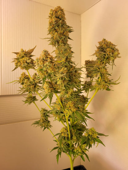 Super Orange Glue Hemp Cuttings [SOG]