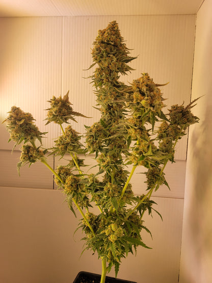 Super Orange Glue Hemp Cuttings [SOG]