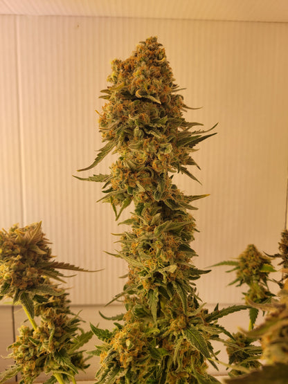 Super Orange Glue Hemp Cuttings [SOG]