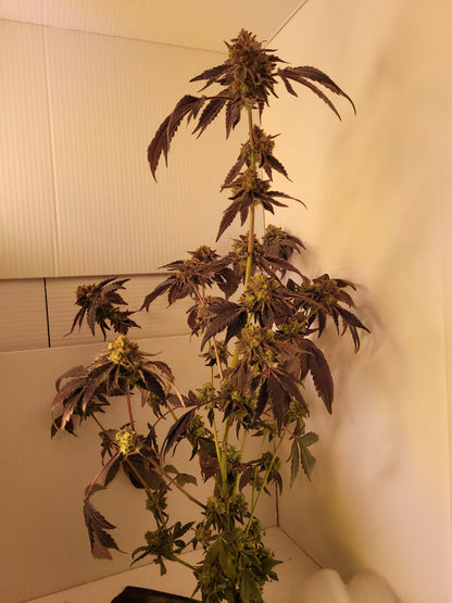 Rainbow Sherbert#11 cannabis seeds