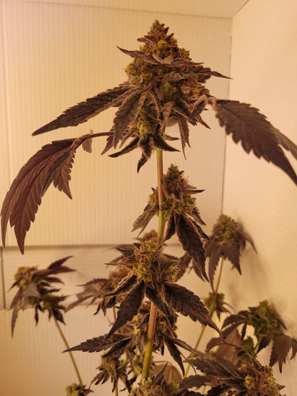 Rainbow Sherbert#11 cannabis seeds