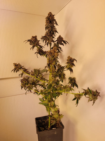 Jump Shot hemp cutting [J] 