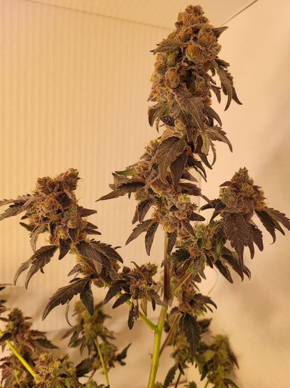 Jump Shot hemp cutting [J] 