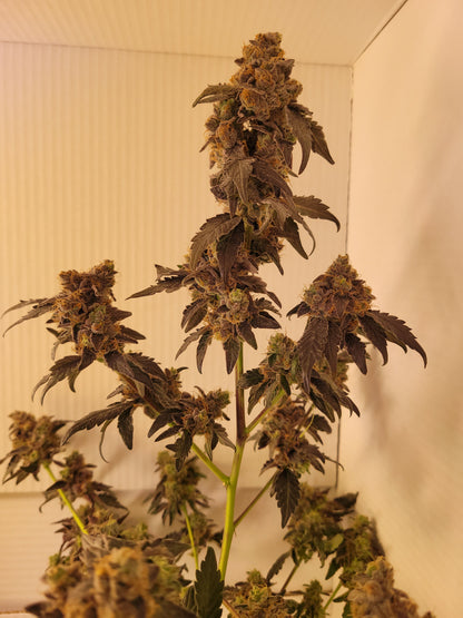 Jump Shot hemp cutting [J] 