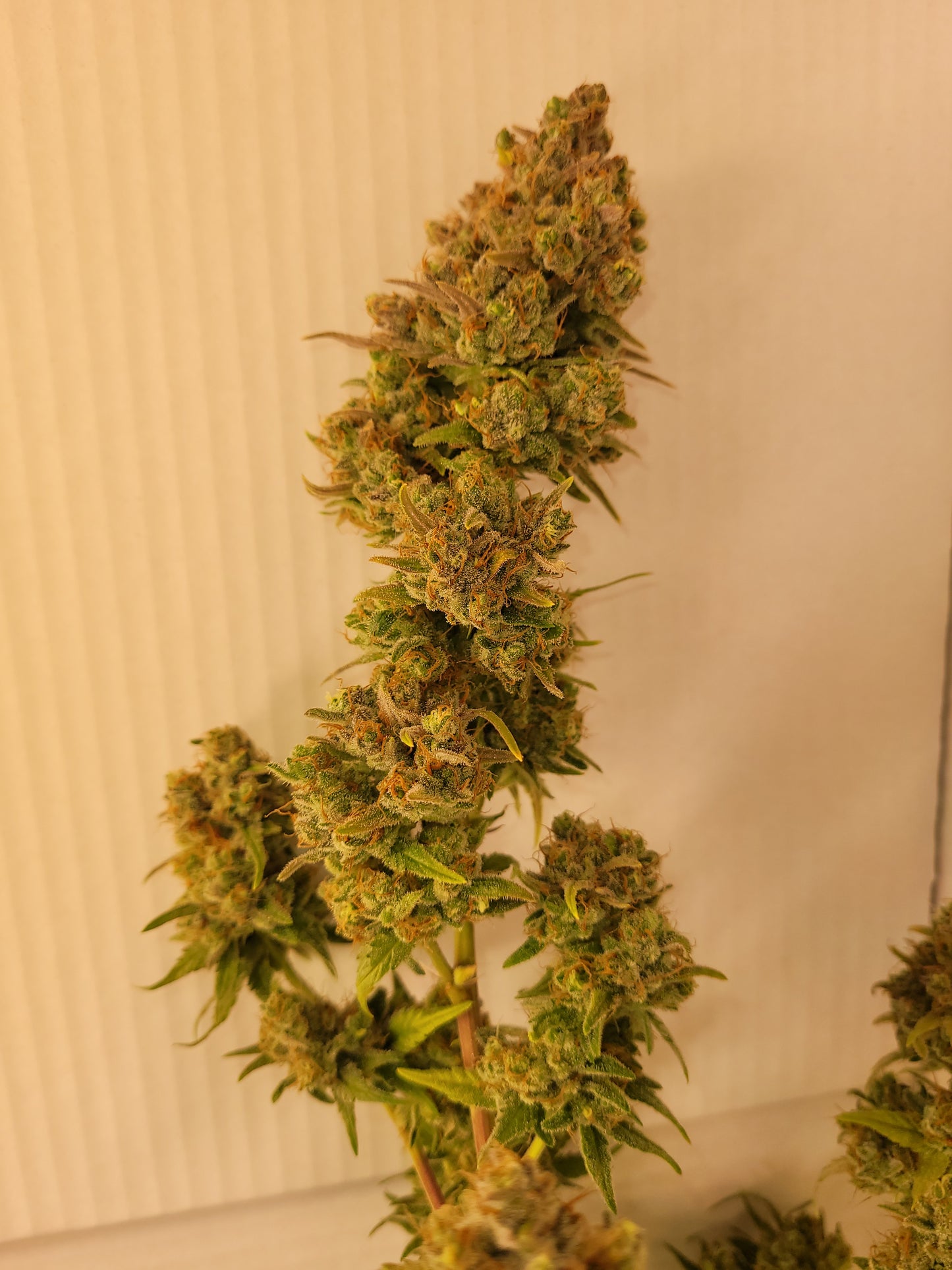 Candy Store Hemp Cuttings [CS]