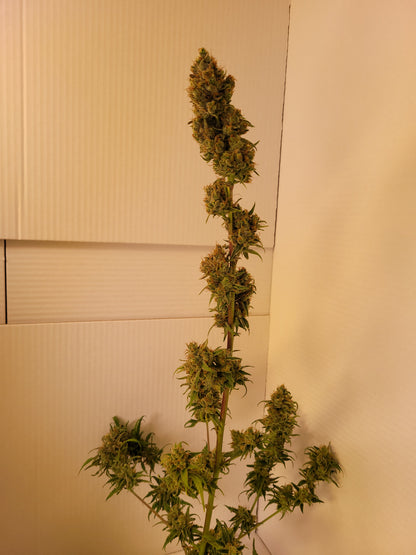 Train Wreck Hemp Cuttings [TW]