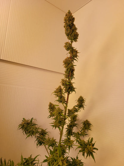 Train Wreck Hemp Cuttings [TW]