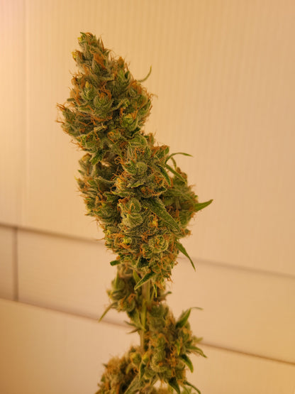 Train Wreck Hemp Cuttings [TW]