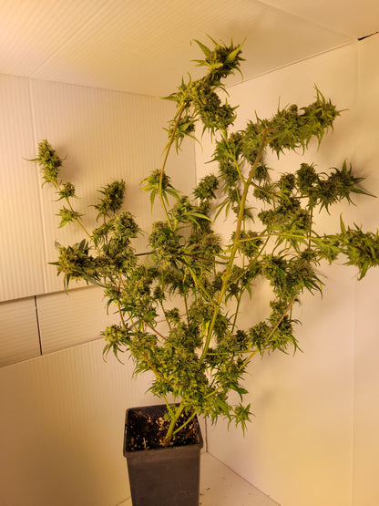 Malawi 3 Hanfsteckling [MA3]