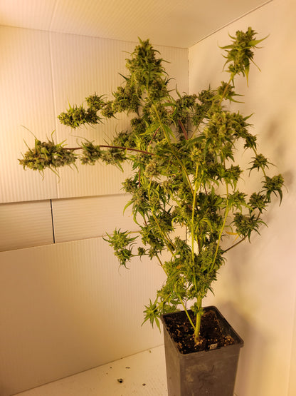 Malawi 3 Hanfsteckling [MA3]