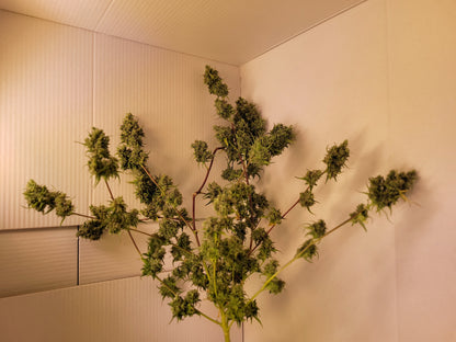 Malawi 3 Hanfsteckling [MA3]