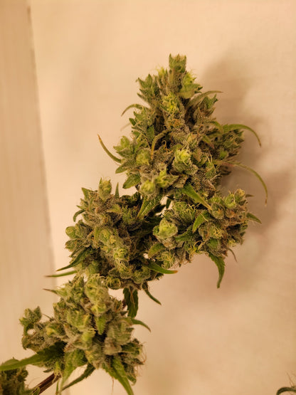 Malawi 3 Hanfsteckling [MA3]