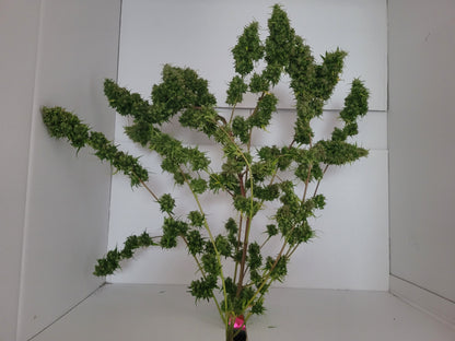 Malawi 1 Hanfsteckling [MA1]