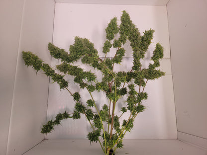 Malawi 1 Hanfsteckling [MA1]