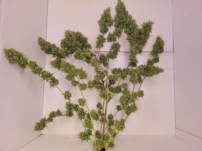 Malawi 1 Hanfsteckling [MA1]