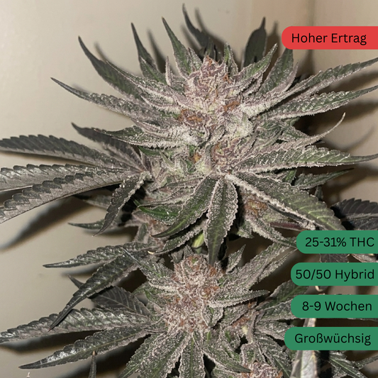 Studio54 Hanfsteckling [S54]