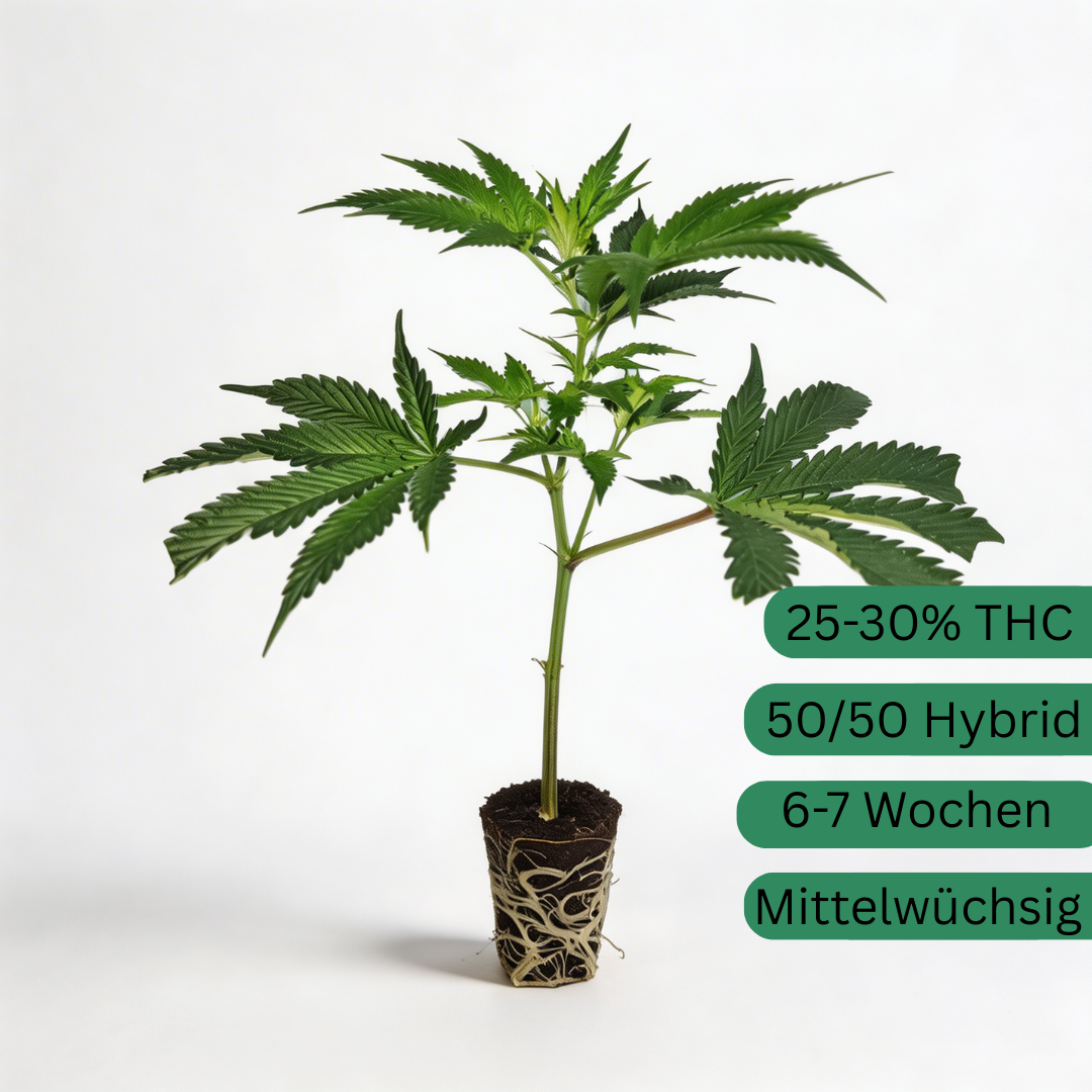 Apple Blossom Hemp Cutting [AB]