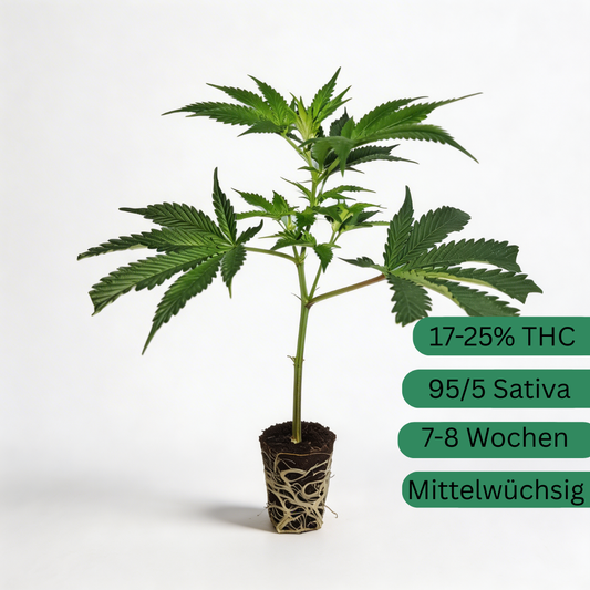 Esqueje de cáñamo Cannalope Haze (63) [CH]